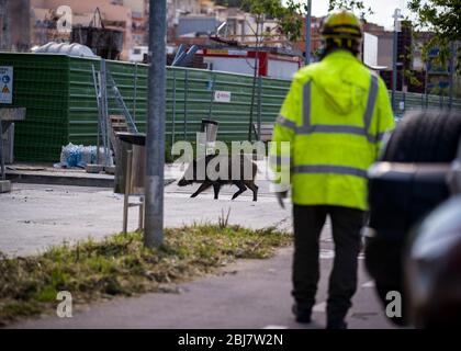 Barcelona, Spanien. April 2020. Ein Wildschwein spaziert durch das Les Conserves Viertel in Molins de Rei, einem Gebiet nahe dem Berg des Collserola Naturparks, in Spanien, 28. April 2020. Kredit: Joan Gosa/Xinhua/Alamy Live News Stockfoto