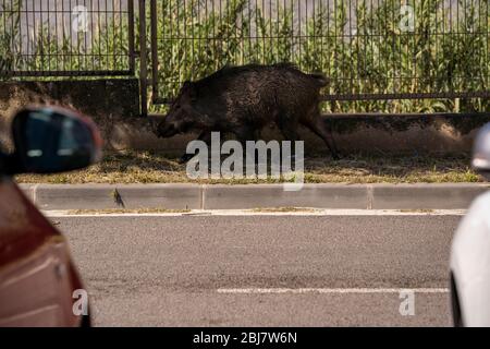 Barcelona, Spanien. April 2020. Ein Wildschwein spaziert durch das Les Conserves Viertel in Molins de Rei, einem Gebiet nahe dem Berg des Collserola Naturparks, in Spanien, 28. April 2020. Kredit: Joan Gosa/Xinhua/Alamy Live News Stockfoto