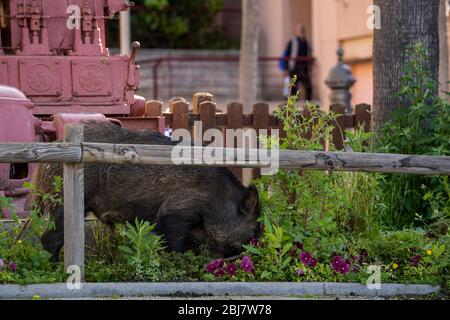 Barcelona, Spanien. April 2020. Wildschweine auf der Jagd in der Les Conserves Nachbarschaft in Molins de Rei, ein Gebiet in der Nähe des Berges des Collserola Naturpark, in Spanien, 28. April 2020. Kredit: Joan Gosa/Xinhua/Alamy Live News Stockfoto