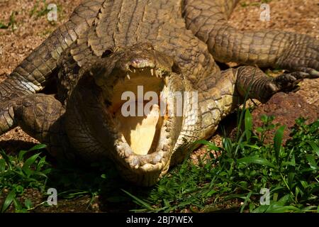 Ein Nilkrokodil sonnt sich in der Sonne am Ufer des Kazinga-Kanals. Die Gelenkembranen ermöglichen eine Verdunstungskühlung des Blutes zum Aufheizen Stockfoto