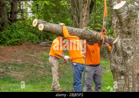 Drei unidentifizierbare Baumpfleger, Holzfäller in orangefarbenem Hemd heben ein frisch geschnittenes großes Holz oder Schnauze mit Seilen und schleppen es weg, um es zu zerschneiden Stockfoto