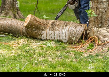 Große Holzbalken oder frisch von einem freien Schnitt wird mit einer Kettensäge von einem Holzfäller geschnitten, bevor die Stücke zum Zerkleinern weggeschleppt werden Stockfoto