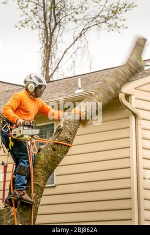 Holzfäller in orangefarbenem Hemd, der einen Ast schneidet, während der Ast zu Boden fällt Stockfoto