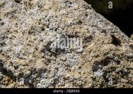 Natürliche Textur, Barnacle und Austernschalen auf einem Felsen am Strand eingebettet, abstrakter Hintergrund Stockfoto