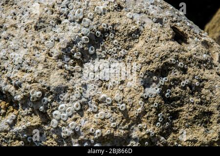 Natürliche Textur, Barnacle und Austernschalen auf einem Felsen am Strand eingebettet, abstrakter Hintergrund Stockfoto