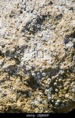 Natürliche Textur, Barnacle und Austernschalen auf einem Felsen am Strand eingebettet, abstrakter Hintergrund Stockfoto