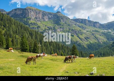 Schönes Alptal mit weidenden Kühen Stockfoto