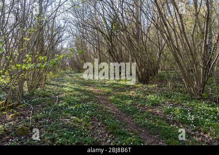 Schöner heller Laubwald mit einem Pfad in der Frühjahrssaison Stockfoto
