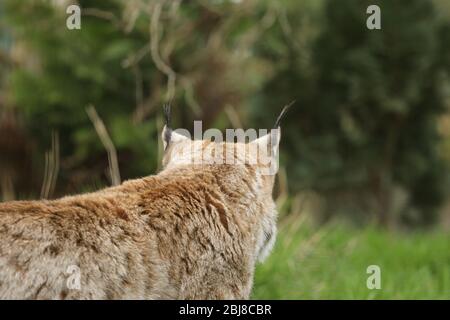 Eurasischer Luchs Stockfoto