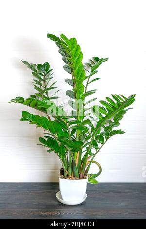 Grüne Zamioculcas zamiifolia Pflanze mit weißem Topf auf Holztisch Haus Pflanze, Home Dekor Konzept Stockfoto