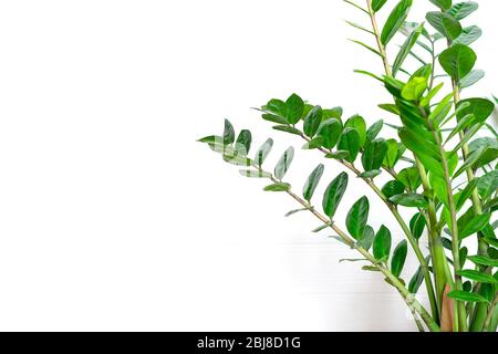 Grüne Zamioculcas zamiifolia Pflanze mit weißem Topf auf Holztisch Haus Pflanze, Home Dekor Konzept Stockfoto