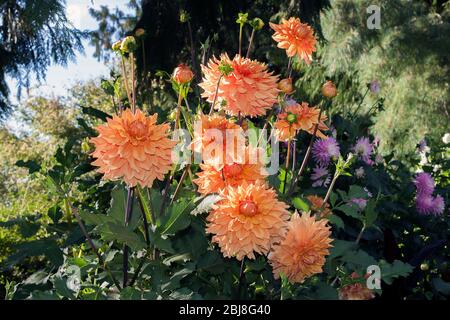 Helle Gruppe von orangefarbenen und gelben Chrysanthemen auf einem floralen Hintergrund, schöne grüne Blätter, Blumen bilden implizierte Linie, dynamische Zusammensetzung. Stockfoto