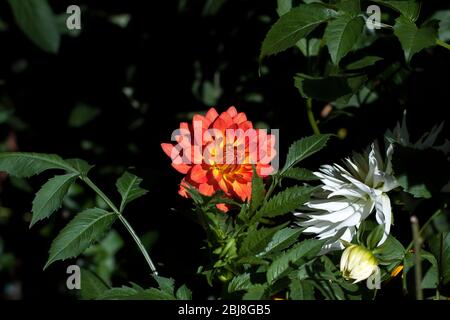 Schöne leuchtend rot orange Chrysantheme vor schattigen schwarzen Hintergrund mit einigen grünen Blättern im Rahmen zentriert. Stockfoto