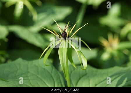 Eine seltene Pflanze, Paris quadrifolia, die in Wäldern in Großbritannien wächst. Stockfoto