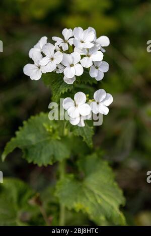 Weiße Heckenblume mit vier Blütenblättern, North Wales Stockfoto