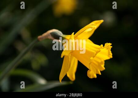 Gelbe Narzisse im Frühling Stockfoto