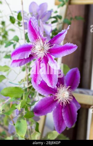 Schöne Clematis Piilu im Garten Stockfoto