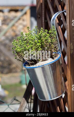 Thymian im Topf, der vom Zaun aufgehängt ist - die Kultivierung der Kräuter Stockfoto