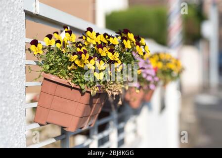 Gelbe Blüten in einem Topf, der am Zaun eines Hauses gehängt ist. Stockfoto