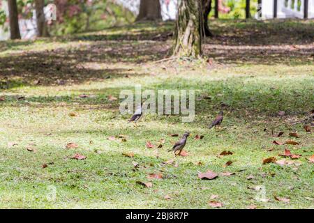 Viele gewöhnliche Myna-Vögel grasen auf einer Wiese zwischen Blättern im Perdana Botanical Garden, Kuala Lumpur, Malaysia. Stockfoto