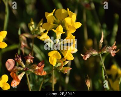 Die gelben Blüten von Birdsfoot-Baumfolienblüten (Lotus corniculatus), die im Alter zu orange werden, in der Abendsonne entlang des Elkhorn Slough in Kalifornien Stockfoto