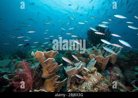 Füsiliere über Coral Reef, New Ireland, Papua-Neuguinea Stockfoto