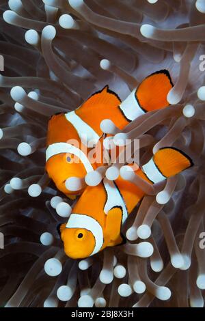 Clown Anemonefish, Amphiprion ocellaris, New Ireland, Papua-Neuguinea Stockfoto