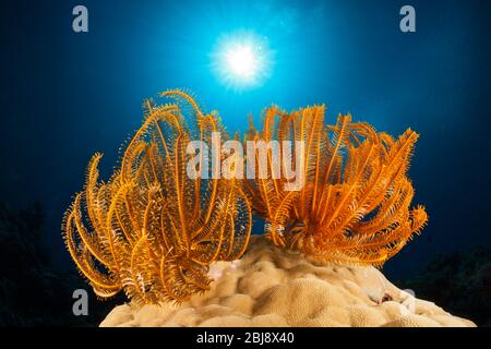 Seelöher in Coralle Reef, Comanthina schlgeli, New Ireland, Papua-Neuguinea Stockfoto