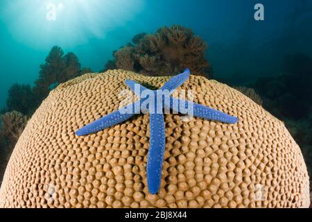 Blauer Seesterne auf Korallen, Linckia laevigata, New Ireland, Papua-Neuguinea Stockfoto