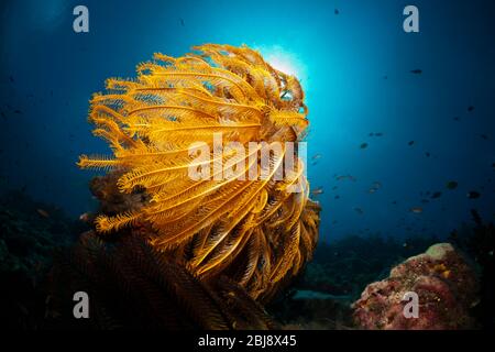 Seelöher in Coralle Reef, Comanthina schlgeli, New Ireland, Papua-Neuguinea Stockfoto