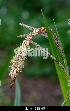 Hängende Sedge - Carex Penula EINE hohe Waldsedge Stockfoto