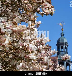 Zweige eines Magnolienbaums in vollem Blut mit einem Turm des Rathauses der Stadt Celle, Deutschland, im Hintergrund Stockfoto