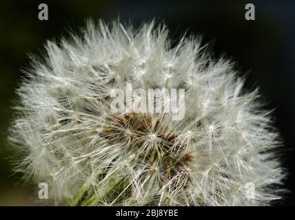 Löwenzahn, fliegender Samen des Löwenzahns, wissenschaftlich Taraxacum officinale, in dichtem Blütenstand, hinter dunklem Hintergrund Stockfoto