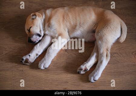 Zentralasian Shepherd Welpen schlafen auf dem Boden Stockfoto