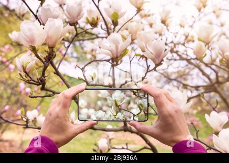 Frau Hände mit einem Smartphone erfassen schöne Magnolienblumen im Garten Stockfoto
