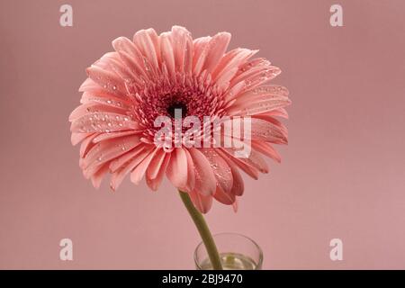 Schöne Gerbera Koralle rosa Hintergrund. Floraler Hintergrund Stockfoto