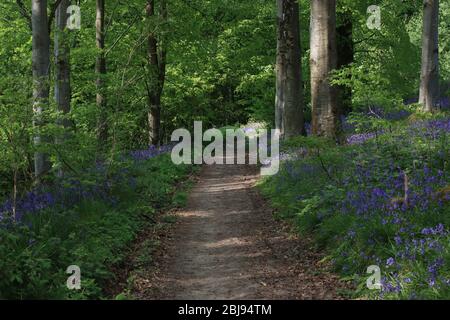 Ein Weg, der im Frühling durch die Blauböler Wälder führt. Bäume auf beiden Seiten mit Sonnenlicht auf den Weg fallen Stockfoto