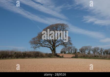 Frühlingsblätter Eröffnung auf einer englischen Eiche (Quercus robur) wächst in einer Hecke am Rande eines gepflügten Feldes in ländlichen Devon Landschaft Stockfoto