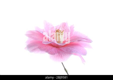 Einzelne offene rosa Kamelienblüte vor einem rein weißen Hintergrund Stockfoto