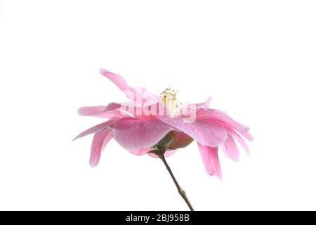 Einzelne offene rosa Kamelienblüte vor einem rein weißen Hintergrund Stockfoto