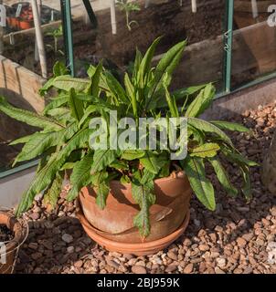 Rotäderisches Sorrel Kochherb (Rumex sanguineus var. sanguineus) wächst in einem Terrakotta-Topf auf einem Zuteilungs in einem Gemüsegarten im ländlichen Devon Stockfoto