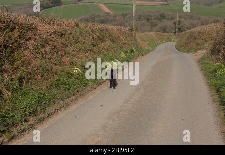 Black Schnoodle steht auf einer ruhigen schmalen Country Lane mit Hochseitenbänken voller Frühling blühende Wilde Primrosen in Rural Devon, England, Großbritannien Stockfoto