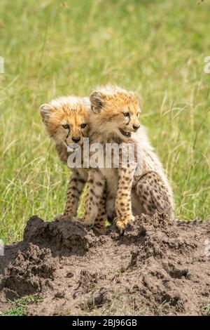 Zwei Gepardenjungen sitzen auf Termiten-Hügel Stockfoto