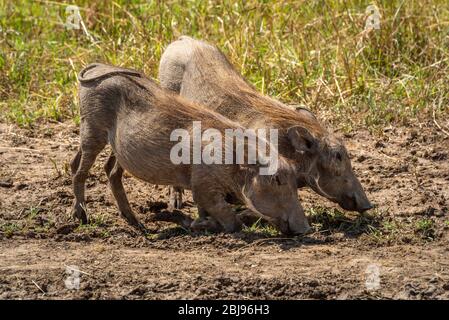 Zwei gewöhnliche Warzenschweine knien im Gras Stockfoto