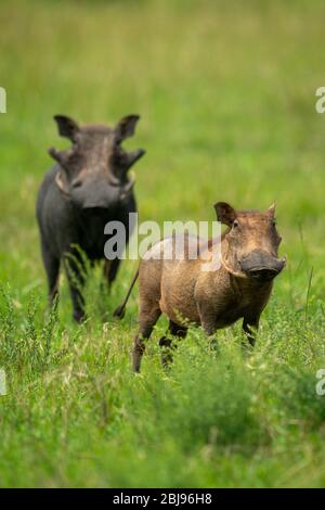 Zwei gewöhnliche Warzenschweine stehen in langem Gras Stockfoto