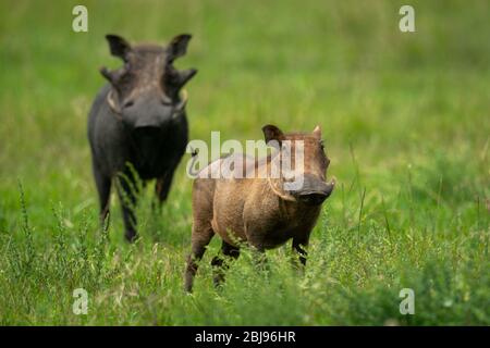 Zwei gewöhnliche Warzenschweine, die in langem Gras stehen Stockfoto