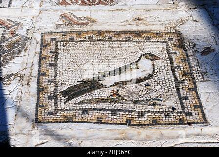 Mosaikboden im Vogelhaus an der römischen Ruinenstätte von Italica, Sevilla, Provinz Sevilla, Andalusien, Spanien, Europa. Stockfoto