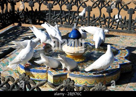 Weiße Tauben trinken aus einem Brunnen im Maria LuisaPark, Sevilla, Andalusien, Spanien, Europa. Stockfoto