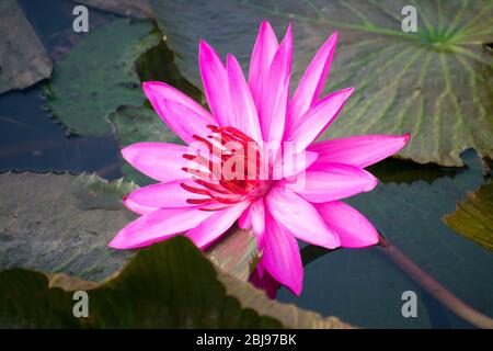 Tropischer rosa Lotus (Nelumbo nucifera) blüht in Indien Stockfoto