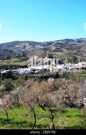 Blick auf das weiße Dorf mit den Bergen der Sierra Nevada im Hintergrund, Cadiar, Las Alpujarras, Provinz Granada, Spanien, Westeuropa. Stockfoto